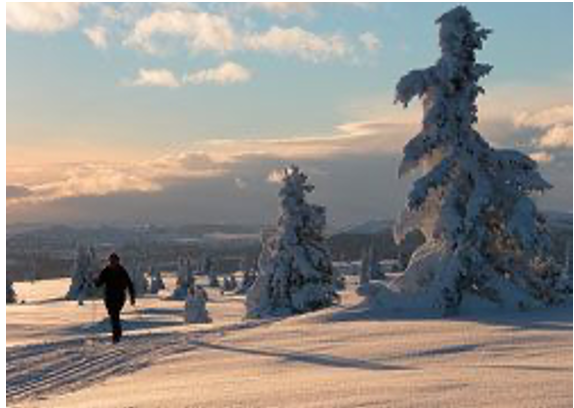 Winters landschap met besneeuwde bomen