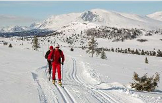 Langlaufers in de loipe met op de achtergrond een heuvel en kleine struikjes naast de loipe